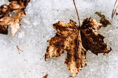 Close-up of dry maple leaves on snow