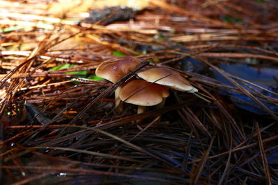 Close-up of mushrooms