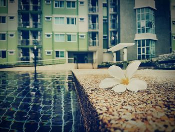 Close-up of frangipani by water