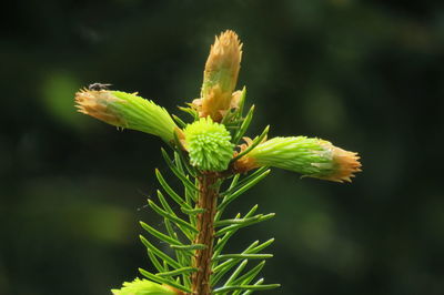 Close-up of flowering plant