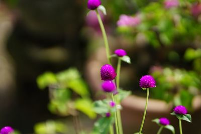 Close-up of pink flowering plant