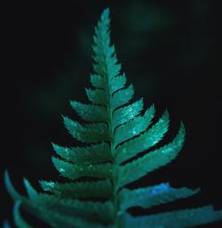 Close-up of fern leaves