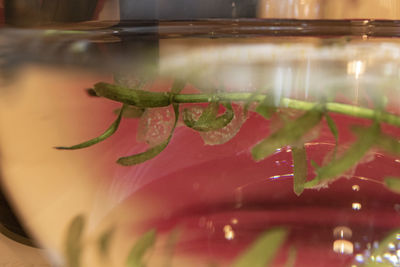 Close-up of glass of plant