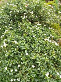 High angle view of plants growing on plant