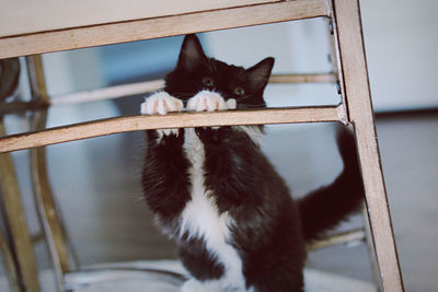 Close-up of cat sitting on window