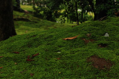 Close-up of moss growing on field