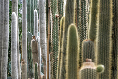 Close-up of cactus plant