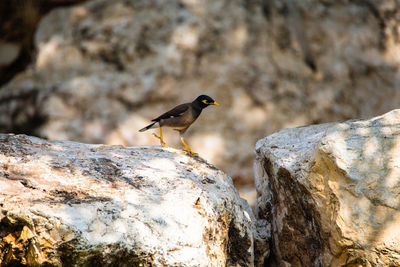 Close-up of maina perching on rock
