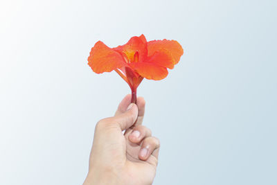 Close-up of hand holding red rose against white background