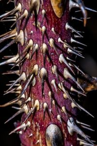 High angle view of purple flower