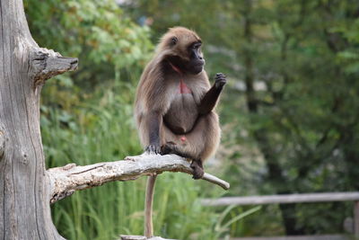 Monkey resting on branch