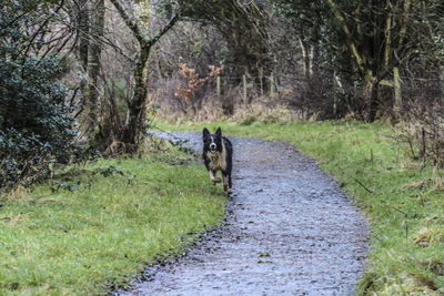 Dog walking on road amidst trees