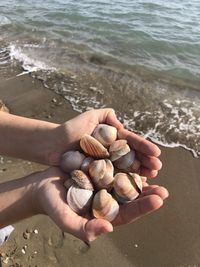 Seashells in palm extended towards the sea