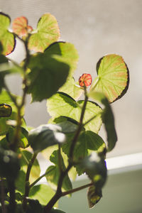 Close-up of red flowers blooming outdoors