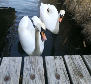 Swan swimming on lake