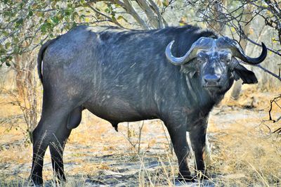 African buffalo standing in a field