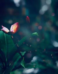 Close-up of pink flower buds