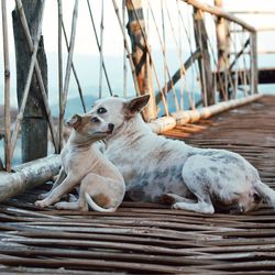 View of a dog looking away