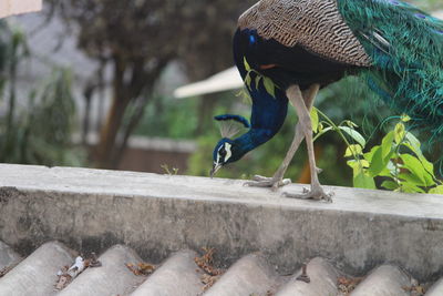 Close-up of bird perching on retaining wall