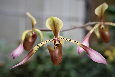 Close-up of pink flowering plant