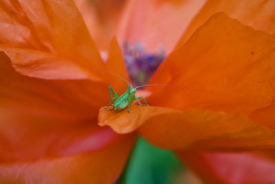 Close-up of orange flower