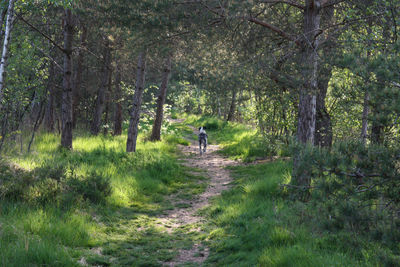 Rear view of dog walking on footpath in forest