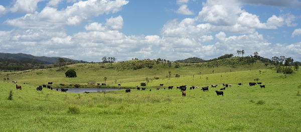 pasture