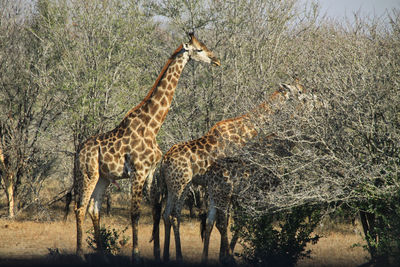 Giraffes - a bull interested in a female