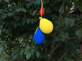 Close-up of fruits hanging on tree