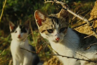 Portrait of cats on field