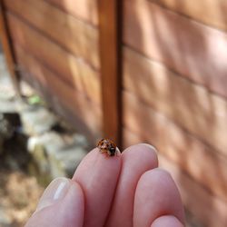 Close-up of ladybug on hand