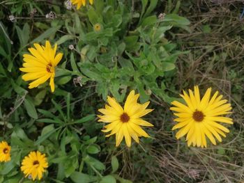 High angle view of yellow flowering plant on field