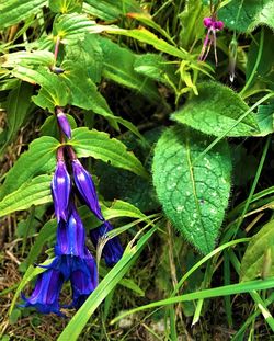 Close-up of purple flowering plant