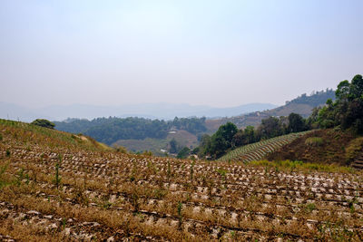 Scenic view of agricultural field against clear sky