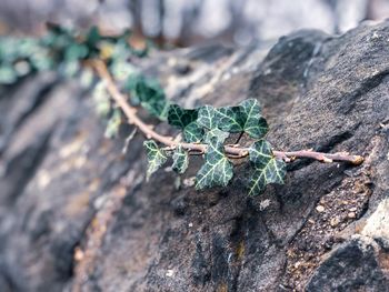 Close-up of rock on tree trunk