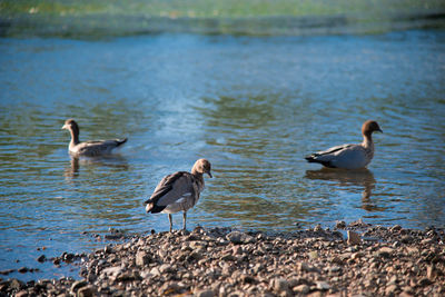 Ducks on a lake