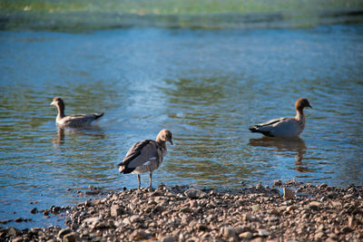 Ducks on a lake