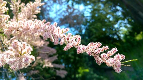 Close-up of pink flowers blooming on tree