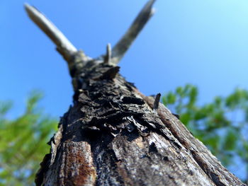 Low angle view of tree trunk against clear sky