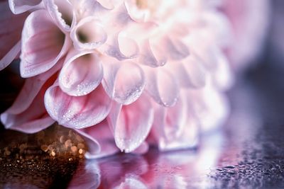 Close-up of pink dahlia on wet surface