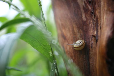 Close-up of snail on white surface