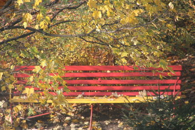 View of yellow autumn tree