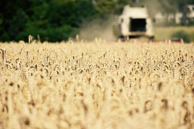Surface level of wheat field