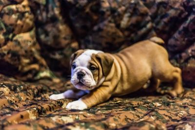 Close-up of english bulldog on bed sheet