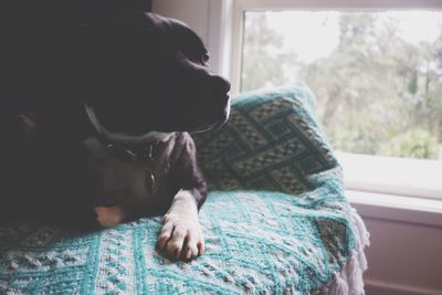 Close-up of dog at home