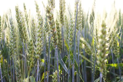 Close-up of stalks in field