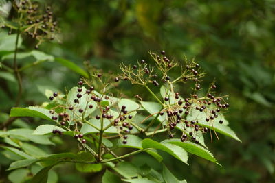 Close-up of green flowers