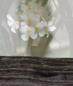 Close-up of flowers