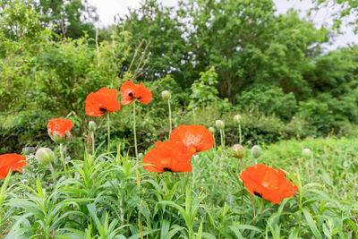 Close-up of orange poppy flowers blooming on field