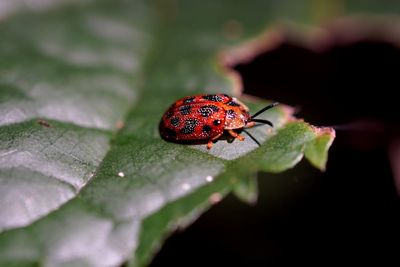 Close-up of insect on leaf